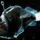 Via montereybayaquarium.org